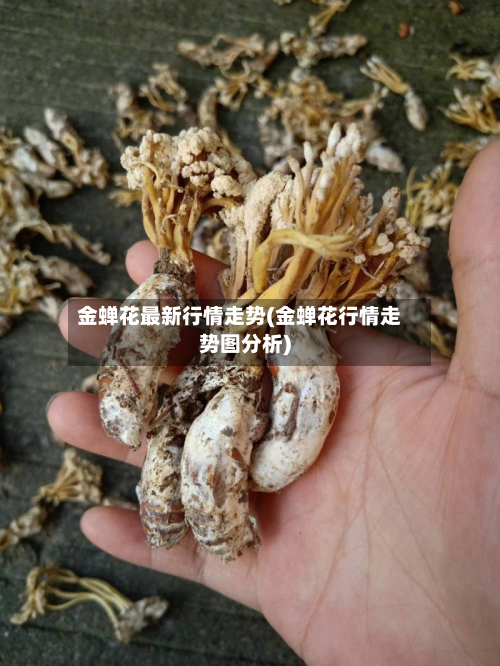 金蝉花最新行情走势(金蝉花行情走势图分析)-第2张图片