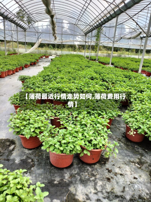 【薄荷最近行情走势如何,薄荷费用行情】-第3张图片