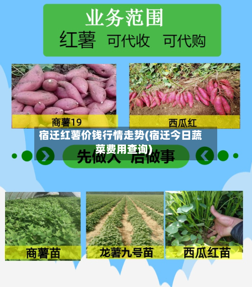 宿迁红薯价钱行情走势(宿迁今日蔬菜费用查询)