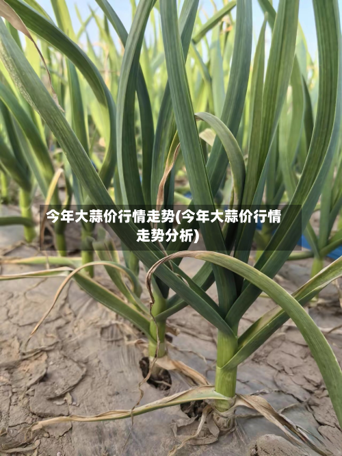 今年大蒜价行情走势(今年大蒜价行情走势分析)