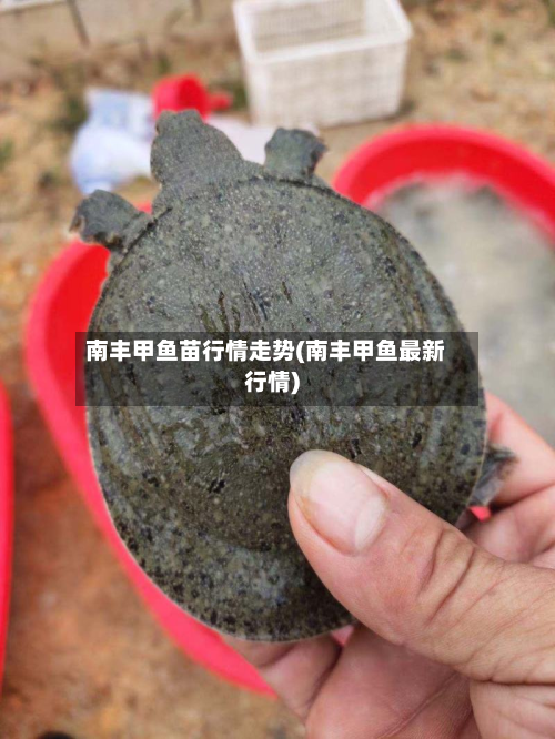 南丰甲鱼苗行情走势(南丰甲鱼最新行情)