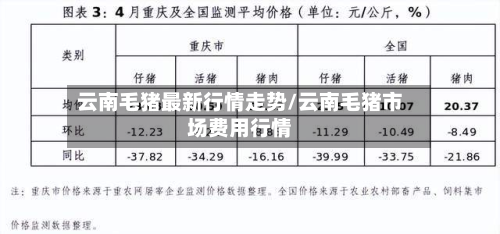 云南毛猪最新行情走势/云南毛猪市场费用行情