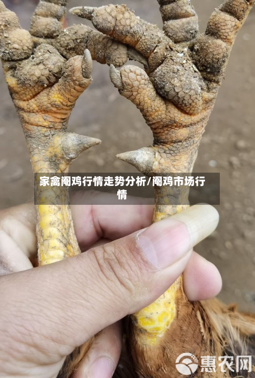 家禽阉鸡行情走势分析/阉鸡市场行情-第2张图片