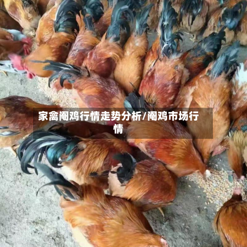 家禽阉鸡行情走势分析/阉鸡市场行情
