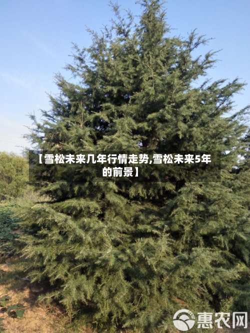 【雪松未来几年行情走势,雪松未来5年的前景】