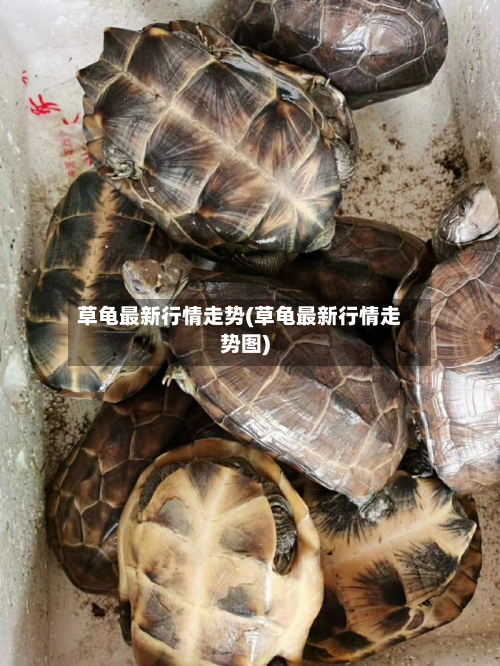 草龟最新行情走势(草龟最新行情走势图)-第2张图片