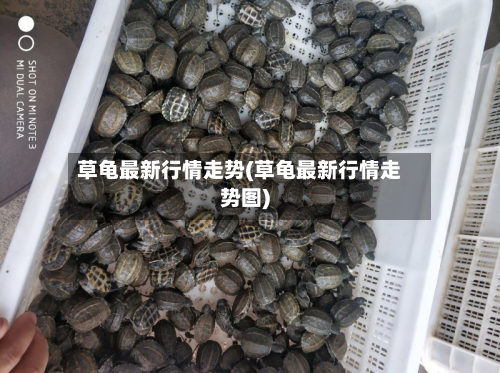 草龟最新行情走势(草龟最新行情走势图)