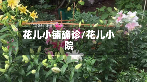 花儿小铺确诊/花儿小院