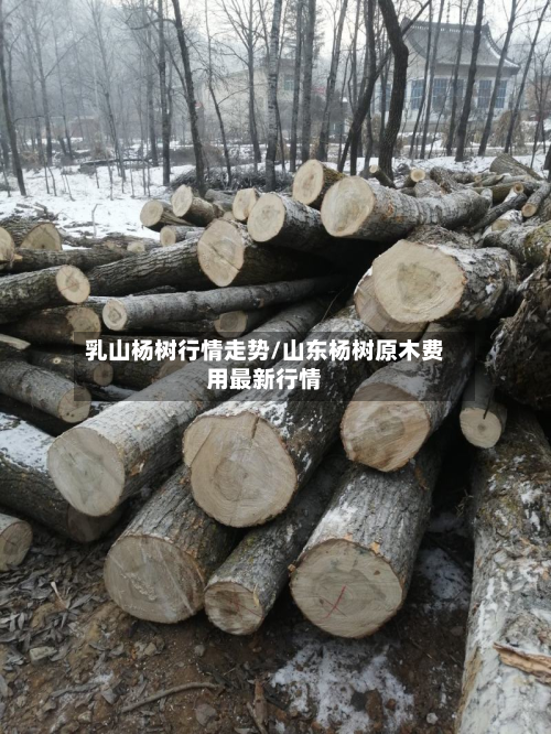 乳山杨树行情走势/山东杨树原木费用最新行情-第3张图片