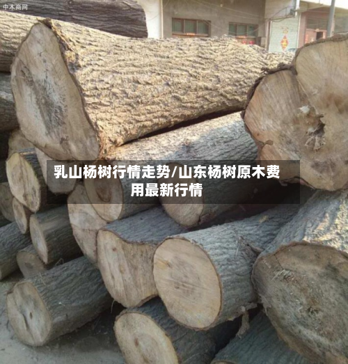 乳山杨树行情走势/山东杨树原木费用最新行情