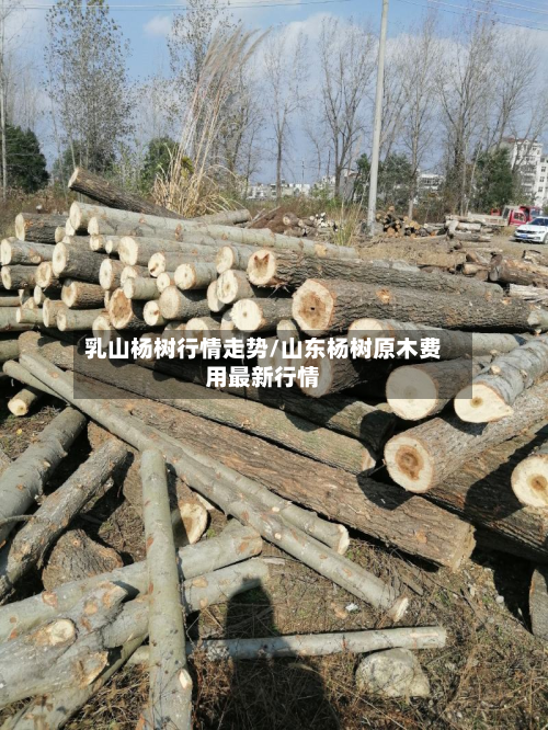 乳山杨树行情走势/山东杨树原木费用最新行情-第2张图片