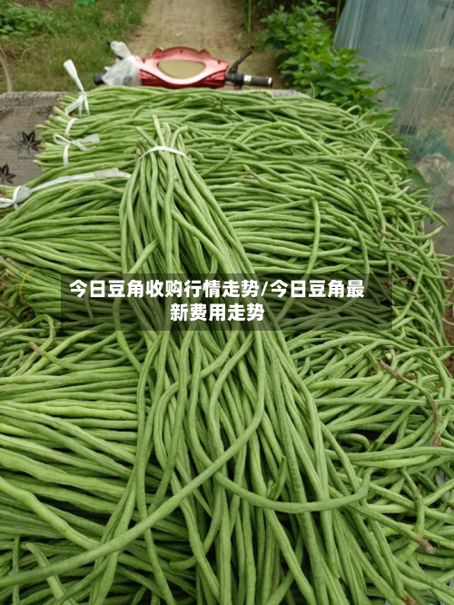 今日豆角收购行情走势/今日豆角最新费用走势-第2张图片