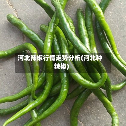 河北辣椒行情走势分析(河北种辣椒)