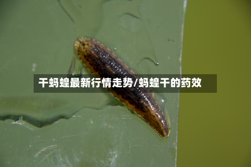 干蚂蝗最新行情走势/蚂蝗干的药效-第2张图片