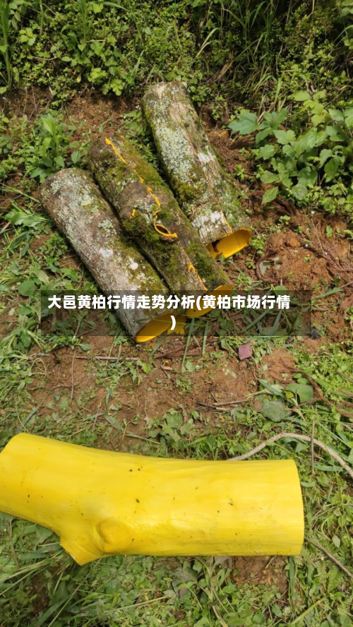 大邑黄柏行情走势分析(黄柏市场行情)-第3张图片