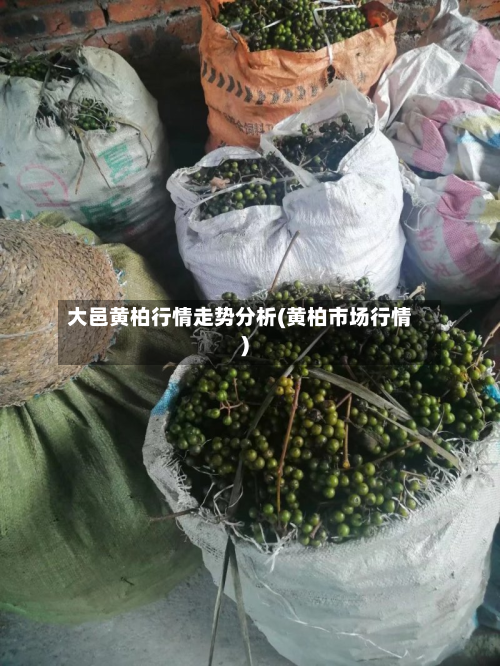 大邑黄柏行情走势分析(黄柏市场行情)