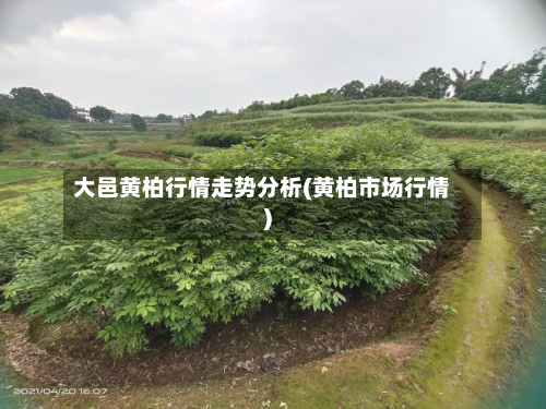 大邑黄柏行情走势分析(黄柏市场行情)-第2张图片