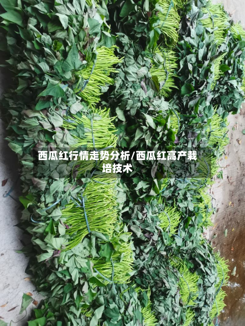 西瓜红行情走势分析/西瓜红高产栽培技术