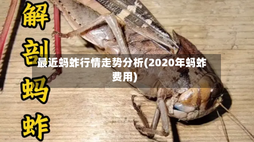 最近蚂蚱行情走势分析(2020年蚂蚱费用)