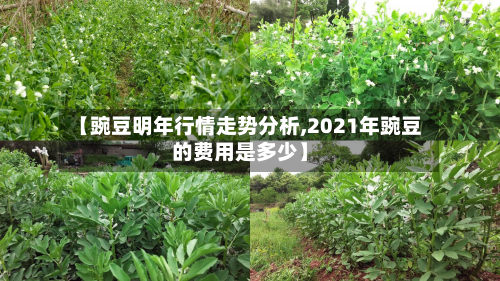 【豌豆明年行情走势分析,2021年豌豆的费用是多少】