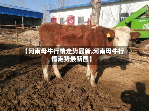【河南母牛行情走势最新,河南母牛行情走势最新图】-第2张图片