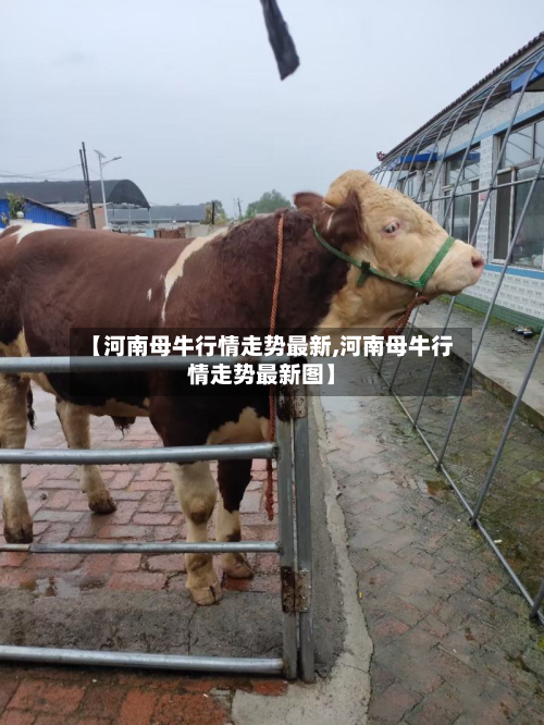 【河南母牛行情走势最新,河南母牛行情走势最新图】