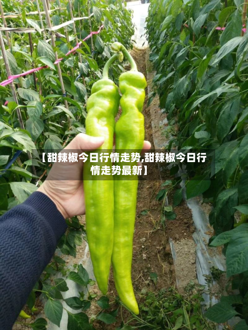 【甜辣椒今日行情走势,甜辣椒今日行情走势最新】-第2张图片