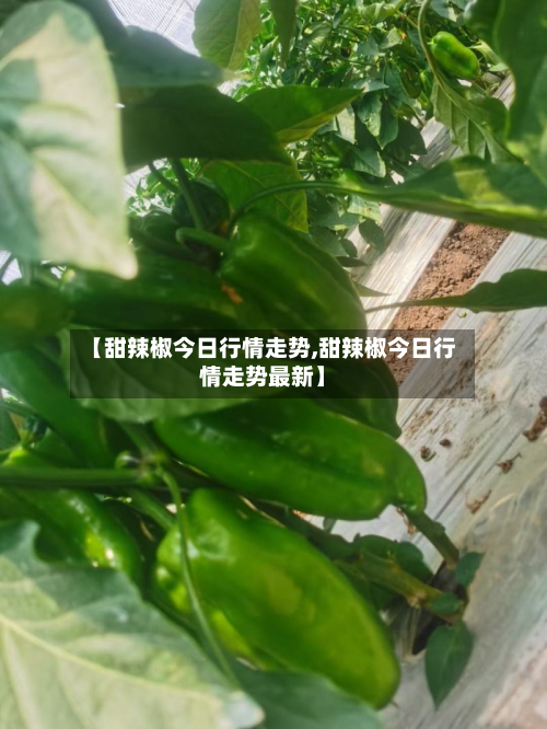 【甜辣椒今日行情走势,甜辣椒今日行情走势最新】