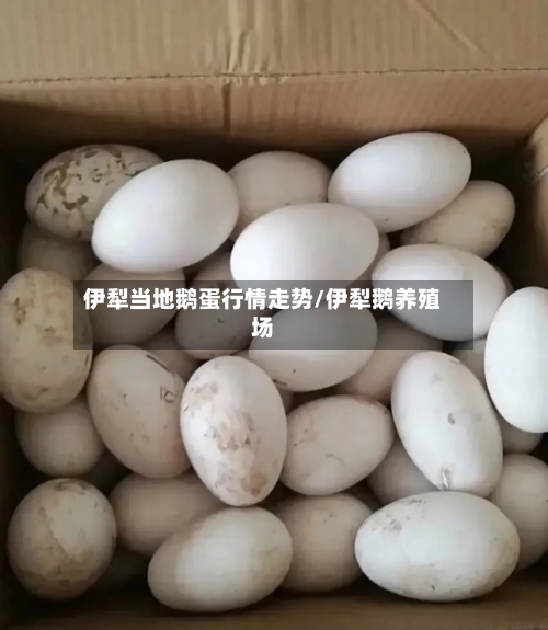 伊犁当地鹅蛋行情走势/伊犁鹅养殖场