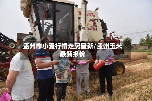 孟州市小麦行情走势最新/孟州玉米最新报价