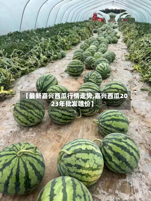 【最新嘉兴西瓜行情走势,嘉兴西瓜2023年批发啥价】-第3张图片