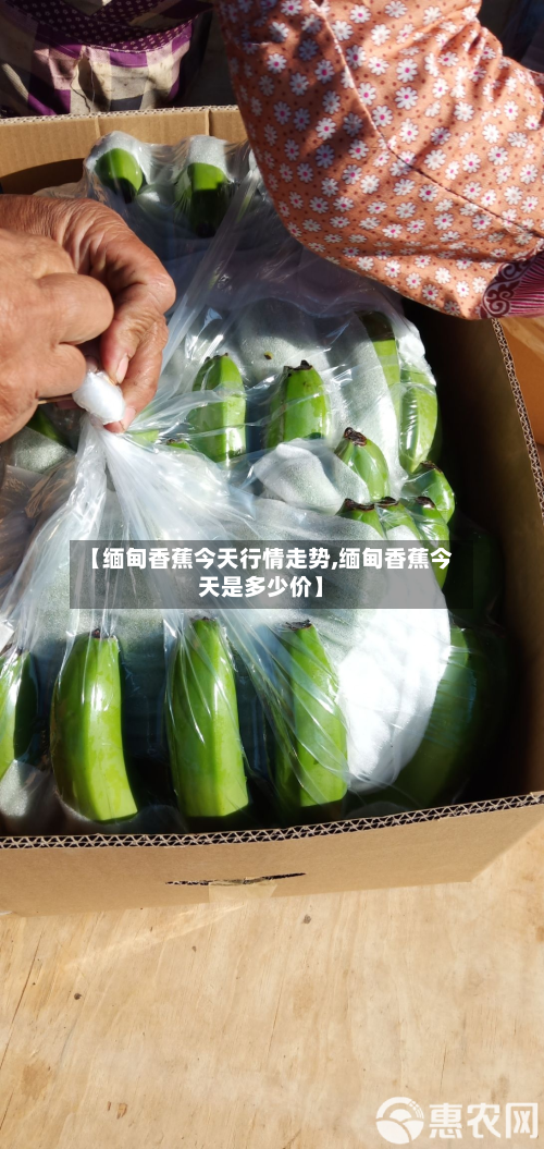 【缅甸香蕉今天行情走势,缅甸香蕉今天是多少价】-第2张图片