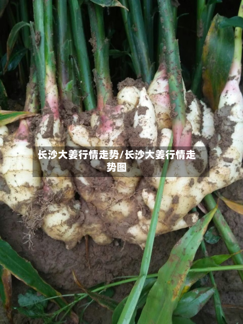 长沙大姜行情走势/长沙大姜行情走势图