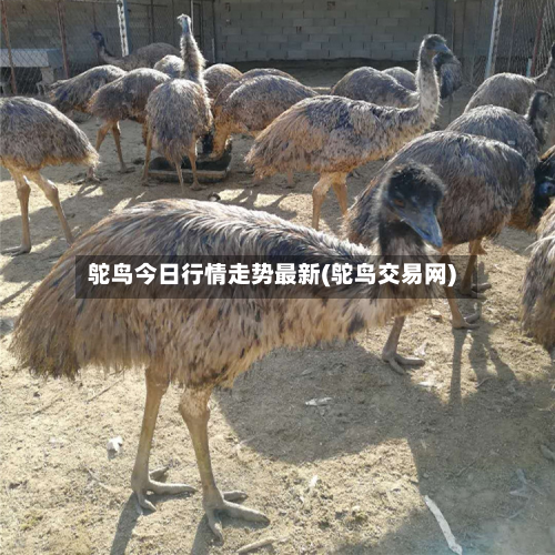 鸵鸟今日行情走势最新(鸵鸟交易网)