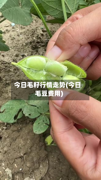 今日毛籽行情走势(今日毛豆费用)-第2张图片