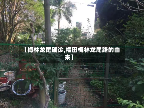【梅林龙尾确诊,福田梅林龙尾路的由来】-第2张图片