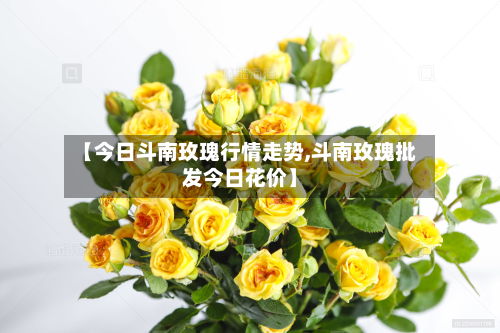 【今日斗南玫瑰行情走势,斗南玫瑰批发今日花价】