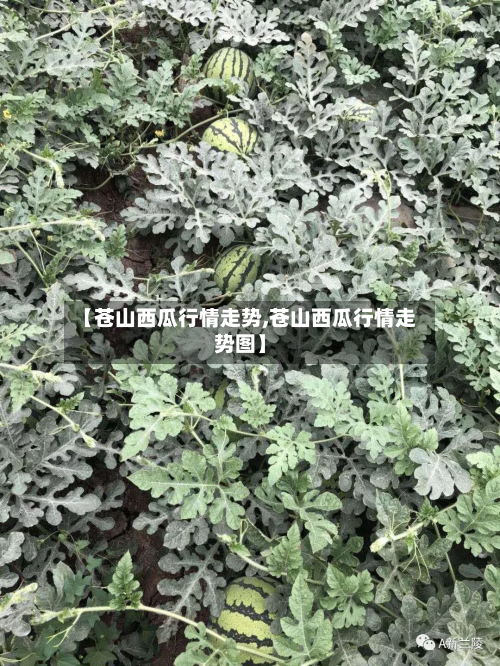 【苍山西瓜行情走势,苍山西瓜行情走势图】