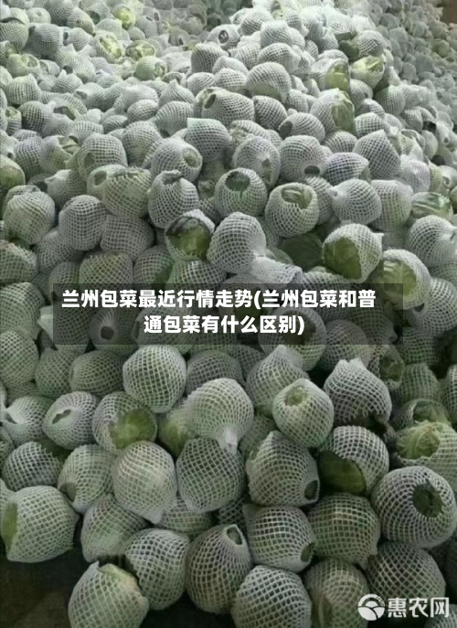 兰州包菜最近行情走势(兰州包菜和普通包菜有什么区别)-第2张图片