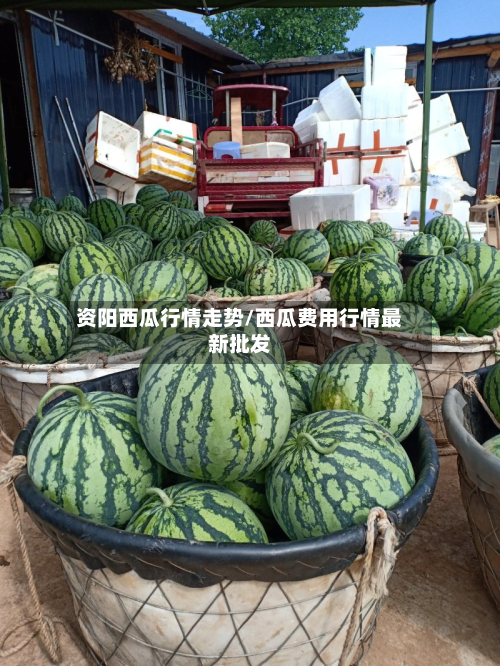 资阳西瓜行情走势/西瓜费用行情最新批发
