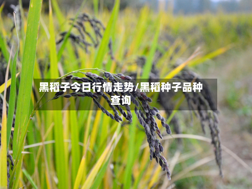 黑稻子今日行情走势/黑稻种子品种查询-第2张图片