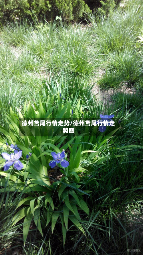 德州鸢尾行情走势/德州鸢尾行情走势图-第2张图片