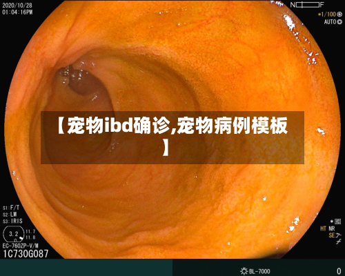 【宠物ibd确诊,宠物病例模板】