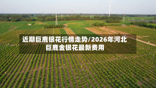 近期巨鹿银花行情走势/2026年河北巨鹿金银花最新费用-第2张图片