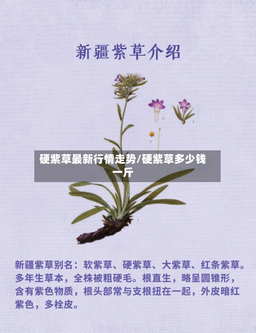 硬紫草最新行情走势/硬紫草多少钱一斤