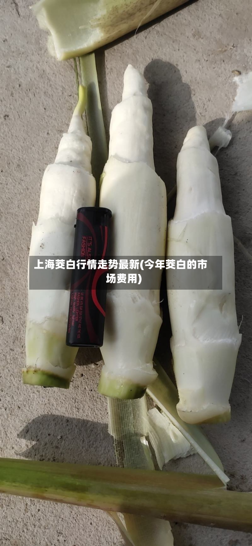 上海茭白行情走势最新(今年茭白的市场费用)-第2张图片