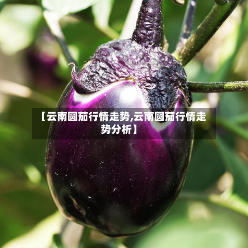 【云南圆茄行情走势,云南圆茄行情走势分析】