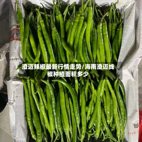 澄迈辣椒最新行情走势/海南澄迈线椒种植面积多少