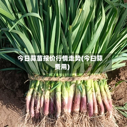 今日蒜苗报价行情走势(今曰蒜费用)-第2张图片