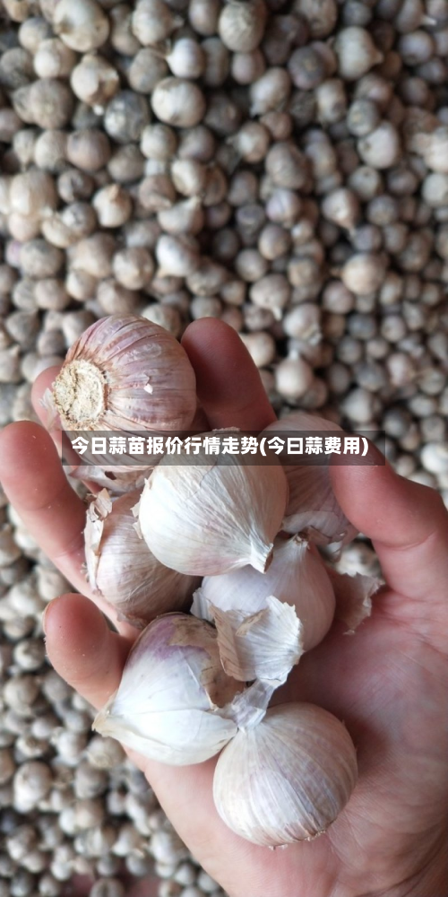 今日蒜苗报价行情走势(今曰蒜费用)